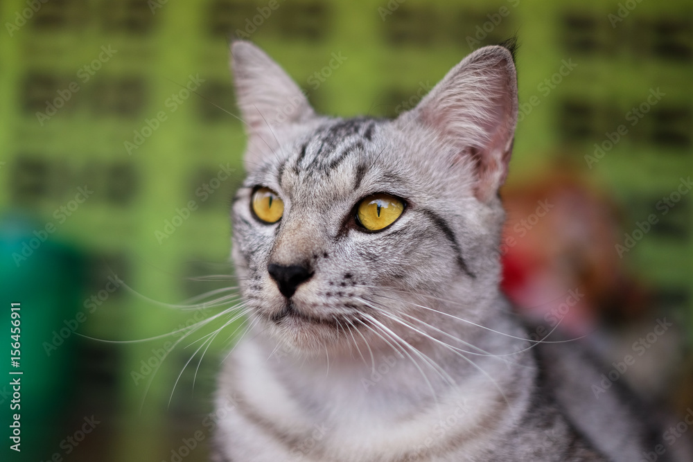 Portrait of a striped kitten, yellow eyed cat. Look at something.