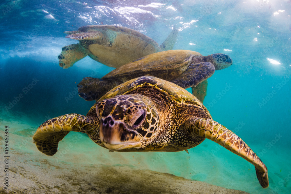 Obraz premium An endangered Hawaiian Green Sea Turtle cruises in the warm waters of the Pacific Ocean in Hawaii.