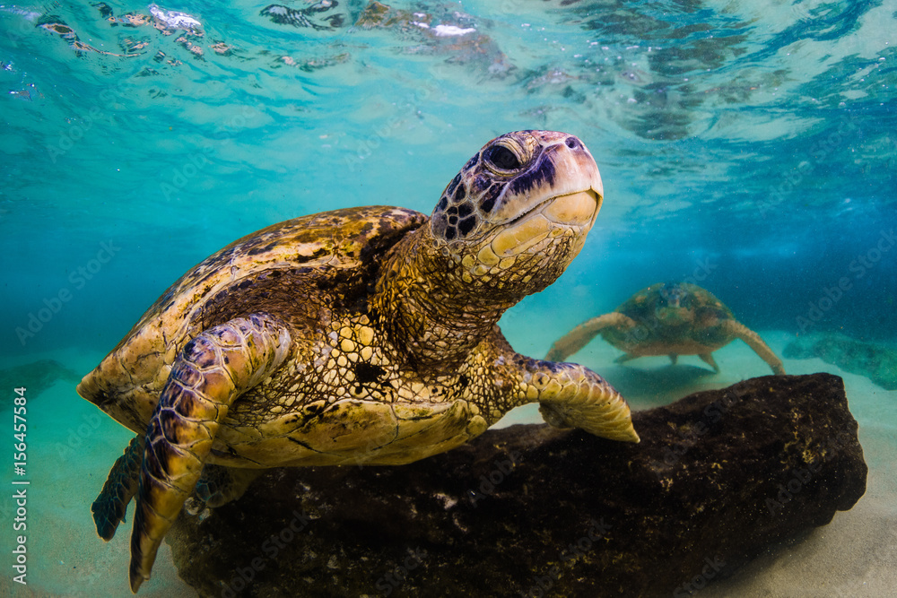 Obraz premium An endangered Hawaiian Green Sea Turtle cruises in the warm waters of the Pacific Ocean in Hawaii.