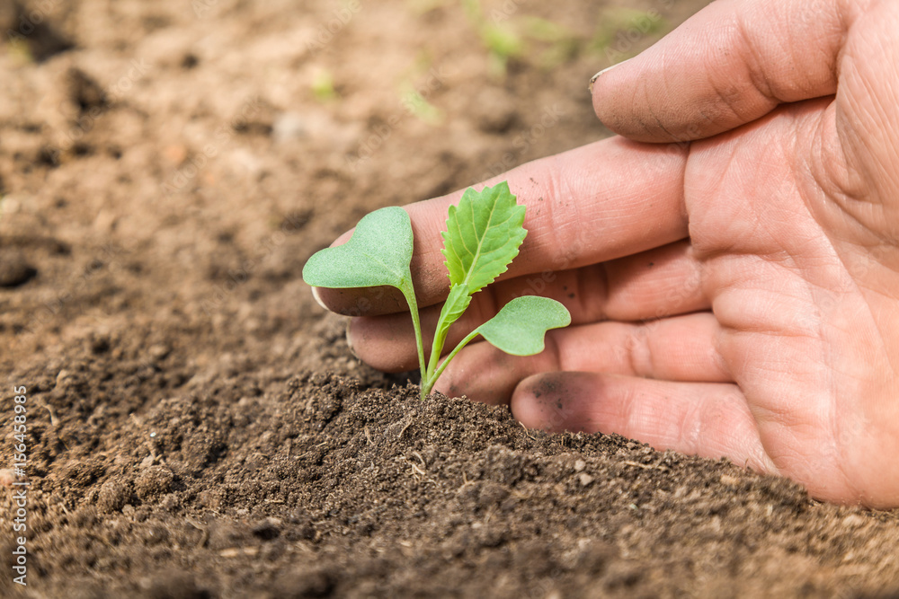 Woman s Hand Planting A Cabbage Plant In The Ground Preparations For woman-s-hand-planting-a-cabbage-plant-in-the-ground-preparations-for