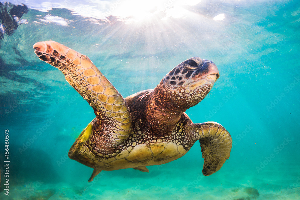 Fototapeta premium Zagrożony wyginięciem hawajski żółw zielony pływa po ciepłych wodach Oceanu Spokojnego na Hawajach.