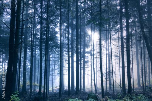 Magical blue colored foggy light in the forest tree landscape.