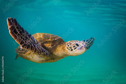 An endangered Hawaiian Green Sea Turtle cruises in the warm waters of the Pacific Ocean in Hawaii.