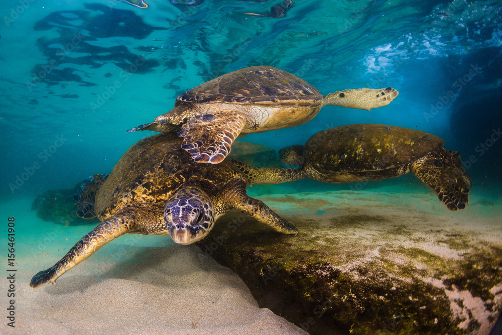 Obraz premium An endangered Hawaiian Green Sea Turtle cruises in the warm waters of the Pacific Ocean in Hawaii.