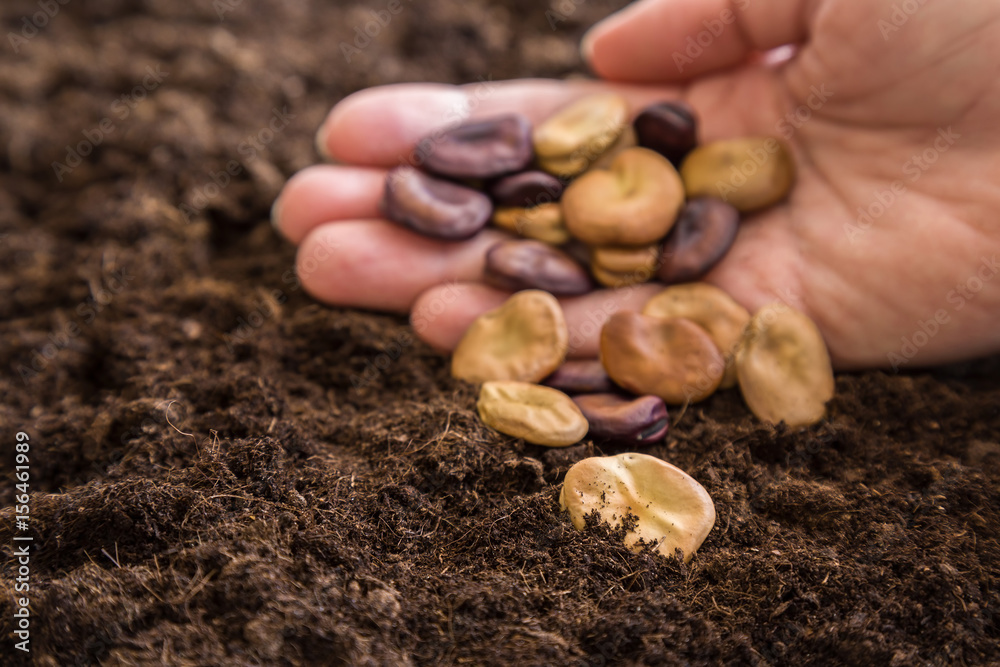 Gardener's hand seeding broad beans in the ground. Early spring preparations for the garden season. Gardener's hand seeding broad beans in the ground. Early spring preparations for the garden season.