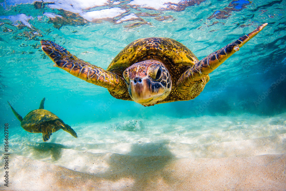 Obraz premium Zagrożony wyginięciem hawajski żółw zielony pływa po ciepłych wodach Oceanu Spokojnego na Hawajach.