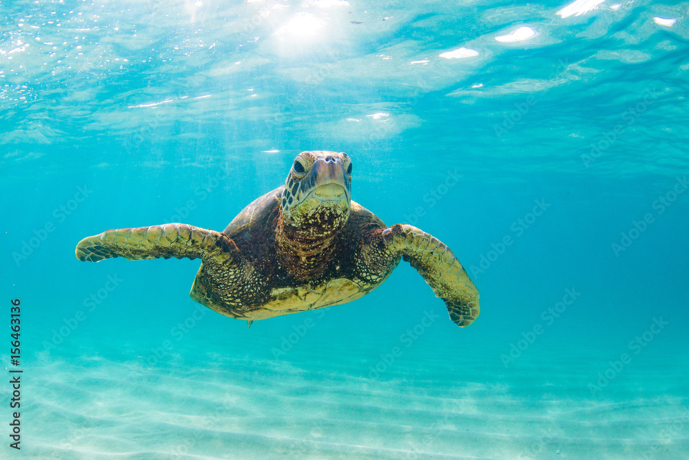 Obraz premium An endangered Hawaiian Green Sea Turtle cruises in the warm waters of the Pacific Ocean in Hawaii.