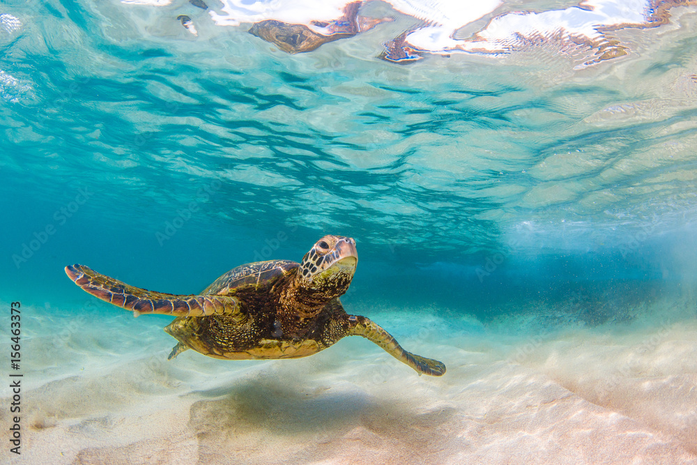 Obraz premium An endangered Hawaiian Green Sea Turtle cruises in the warm waters of the Pacific Ocean in Hawaii.