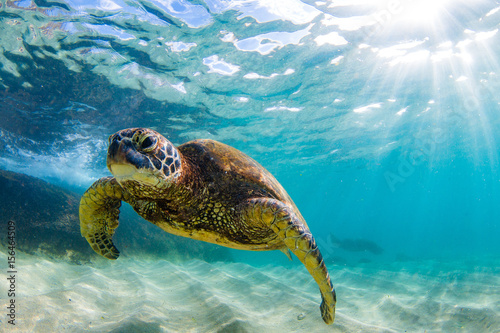 Zagrożony hawajski żółw morski zielony płynie w ciepłych wodach Oceanu Spokojnego na Hawajach.