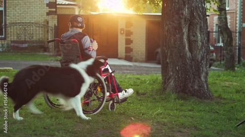 A disabled person plays with a dog, canitis therapy, disability treatment through training with a dog, Man in a wheelchair