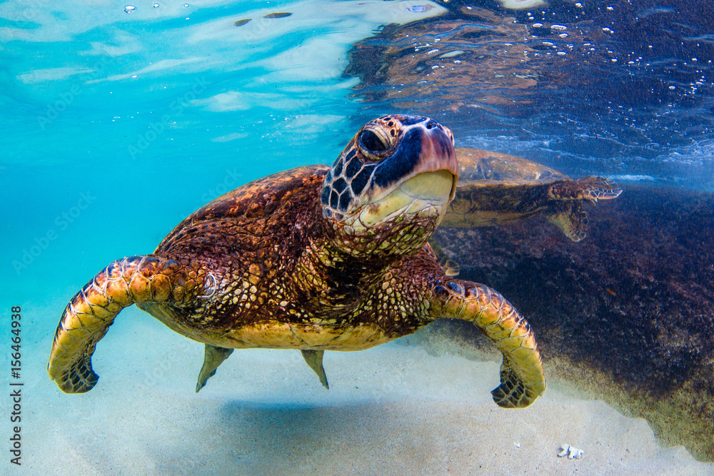 Obraz premium An endangered Hawaiian Green Sea Turtle cruises in the warm waters of the Pacific Ocean in Hawaii.