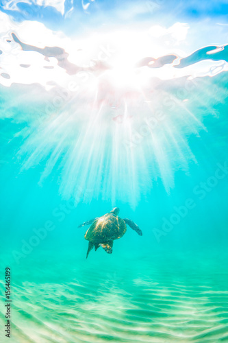 An endangered Hawaiian Green Sea Turtle cruises in the warm waters of the Pacific Ocean in Hawaii.