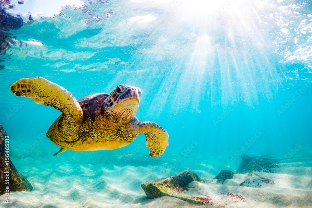 Naklejka premium Zagrożony wyginięciem hawajski żółw zielony pływa po ciepłych wodach Oceanu Spokojnego na Hawajach.