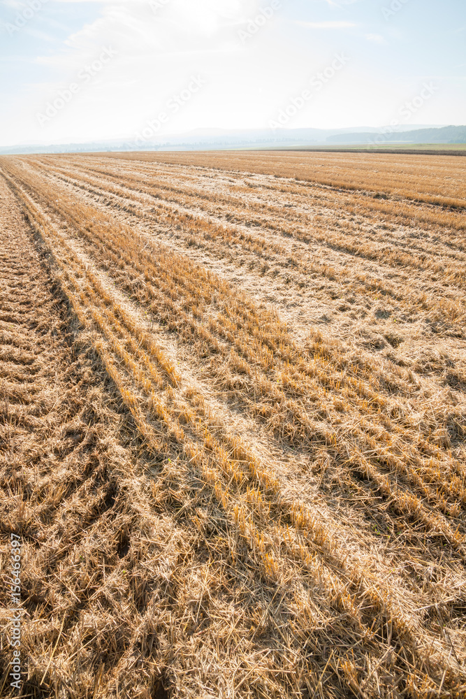 Close up of an autumnal stubble field in the sunshine Close up of an autumnal stubble field in the sunshine