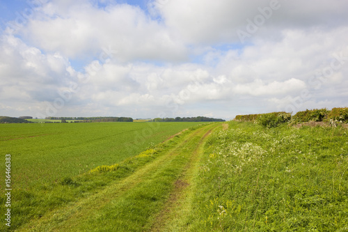 minster way in springtime