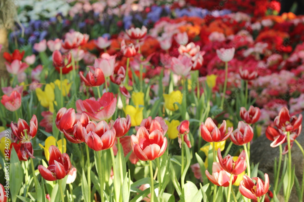 Tulip. Flower field of colorful tulips in spring. Colorful tulips in the garden, Fresh blooming tulips in the spring garden. Spring landscape. Tulip Flower Field.