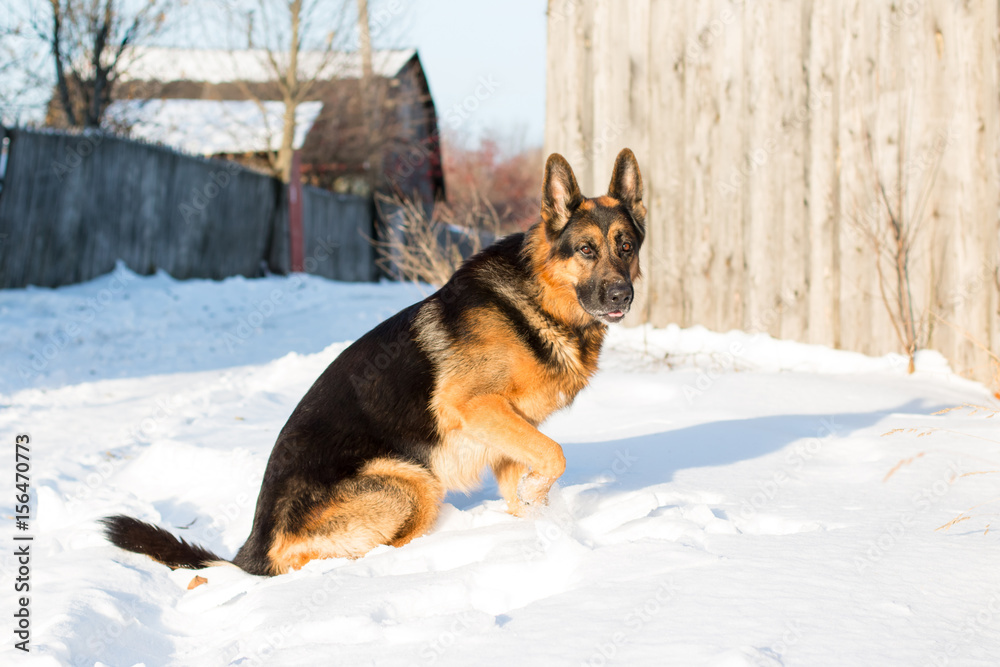 Naklejka premium Dog german shepherd in a village in a winter