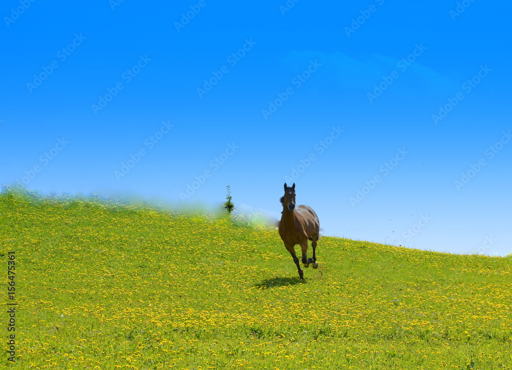 Fototapeta premium feeling free, brown horse running over blooming pasture