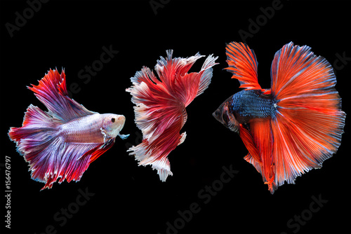 Betta fish, moving moment of Siamese fighting fish isolated on black background, fighting fish.