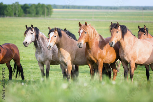 Fototapeta Naklejka Na Ścianę i Meble -  Herd of horses.