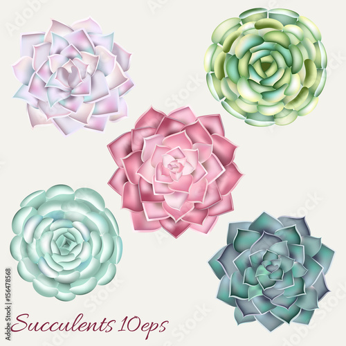 Succulent vector illustration