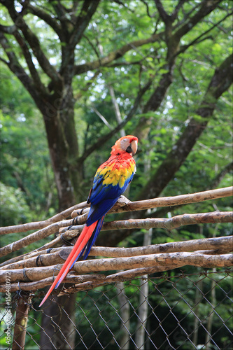 Parrots in the park, Central America, Honduras
