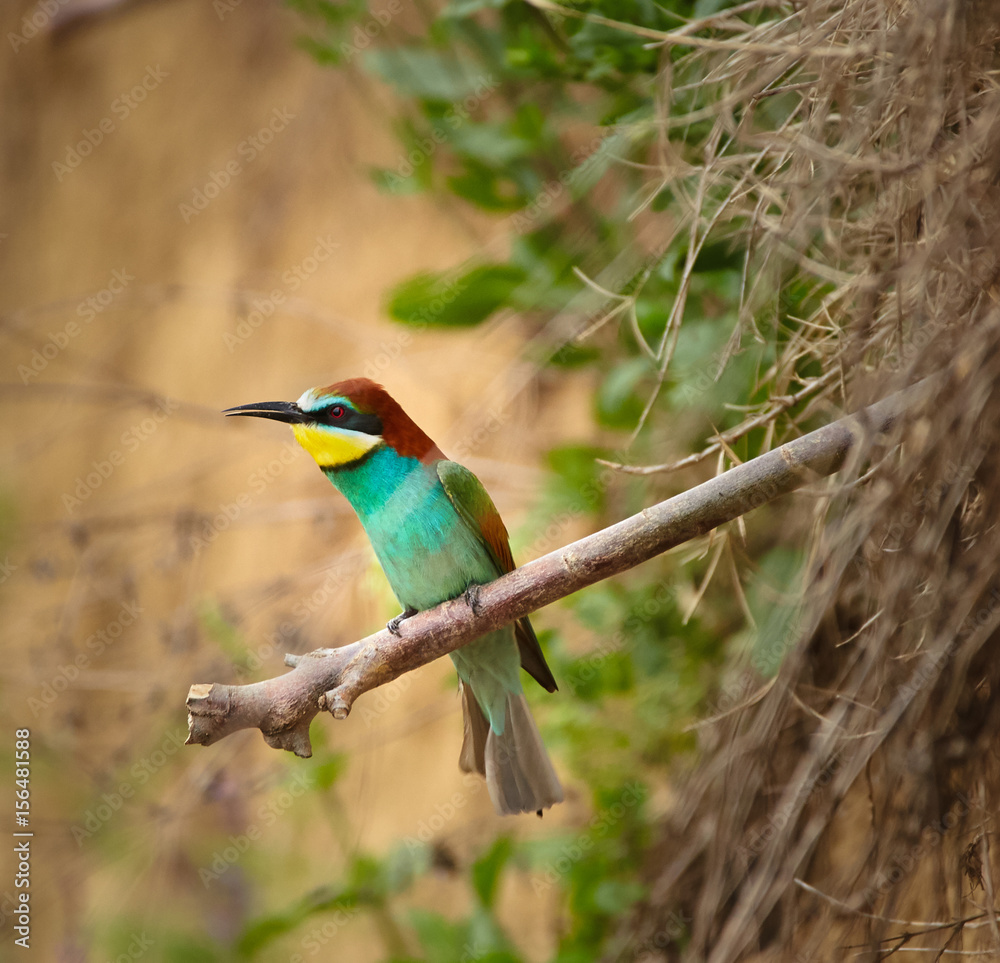 Bee eater (Merops apiaster) Bee eater (Merops apiaster)
