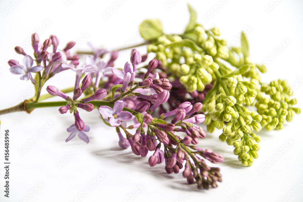branch of lilac branch of lilac