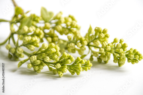 branch of lilac on a white background