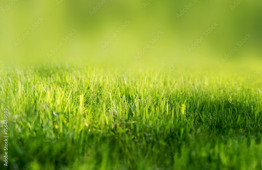Fototapeta premium Bright beautiful photo green