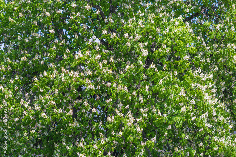 blooming blosson chestnut tree spring pattern blooming blosson chestnut tree spring pattern