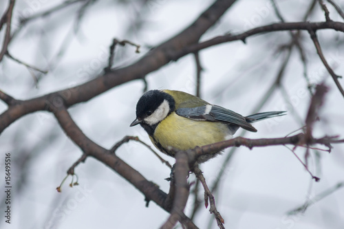 The titmouse sits on a tree branch