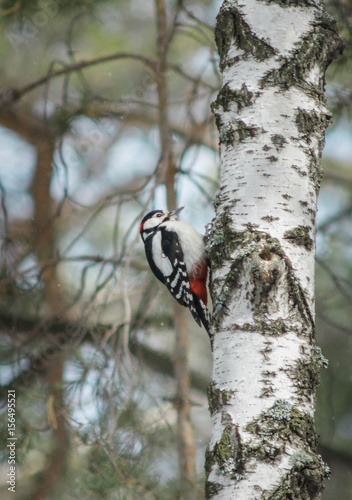 A woodpecker sits on a birch trunk