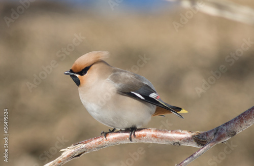 Young waxwing is sitting among the branches