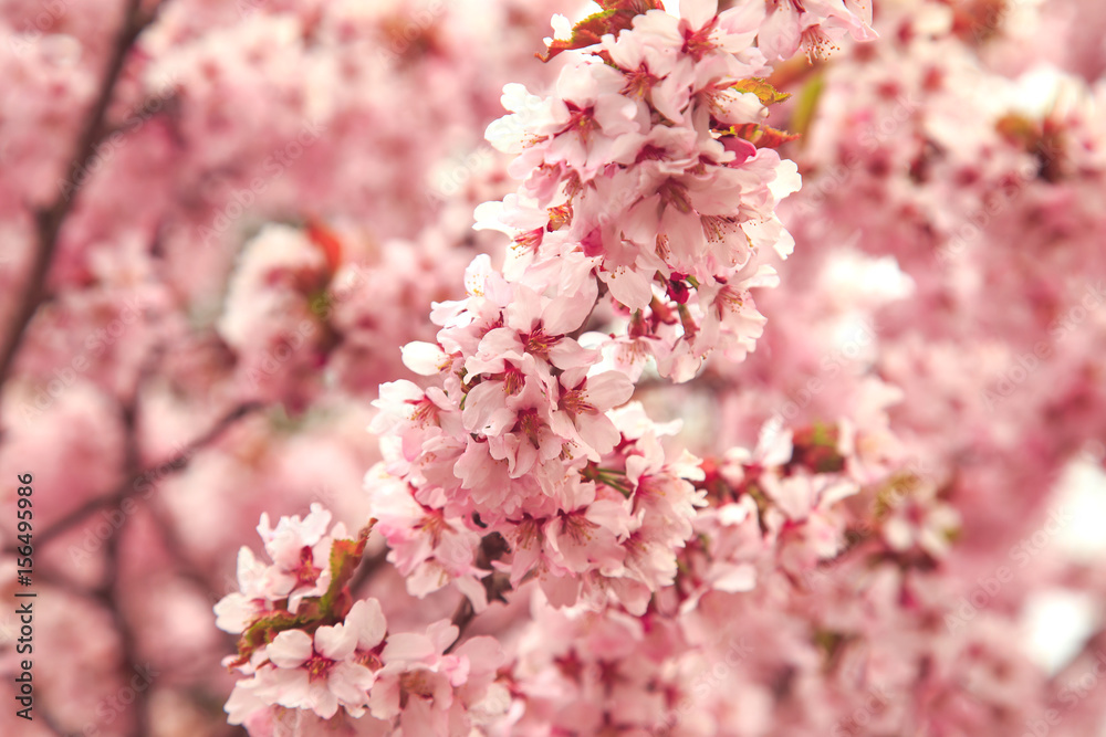 Cherry blossoms in spring, soft focus. Cherry blossoms in spring, soft focus.