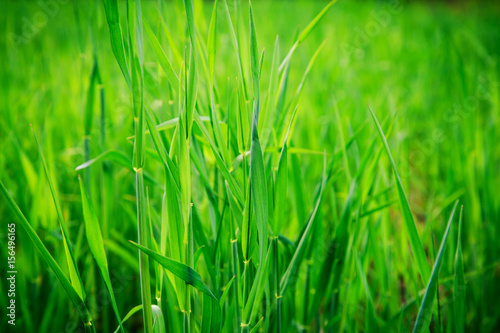 Background of green grass.