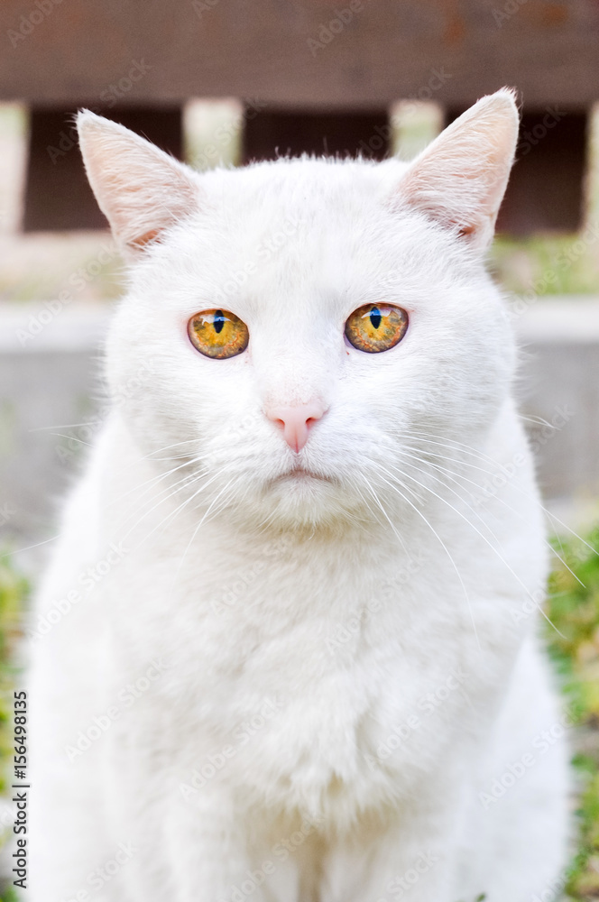Sad white cat wih unhappy muzzle outside