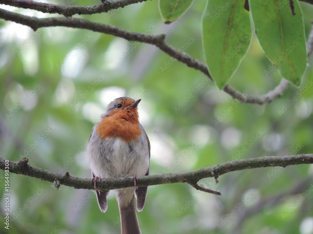 vinagreira azores bird