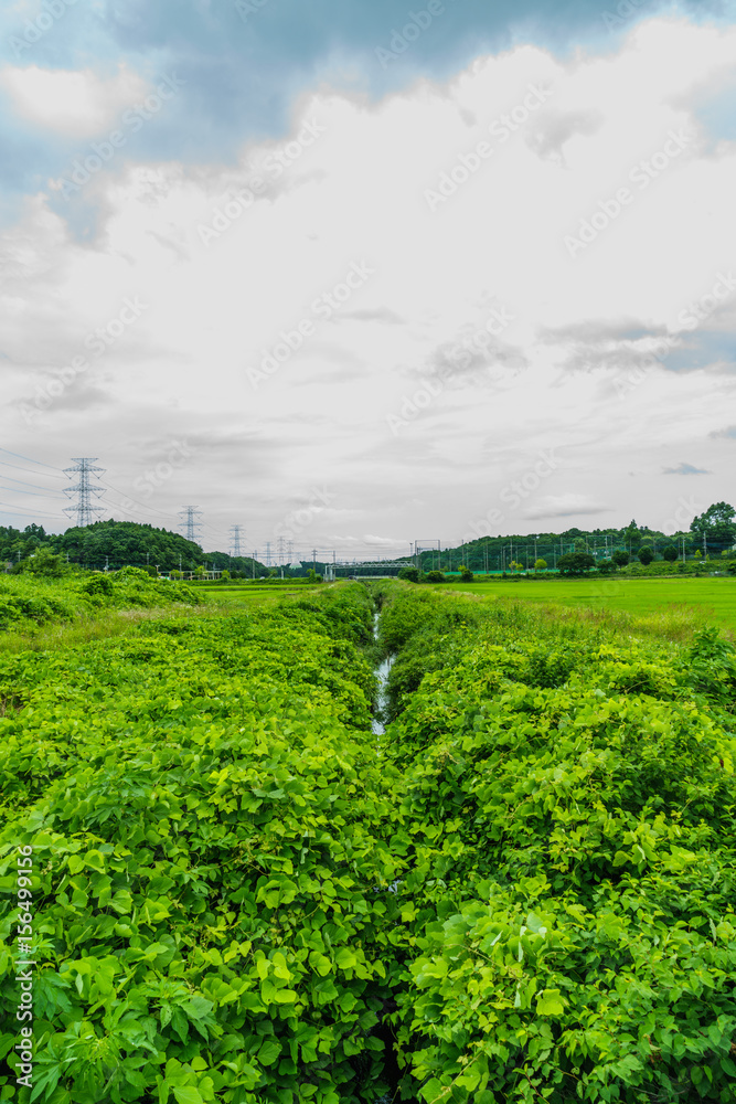 Naklejka premium 春の佐倉市の田園風景