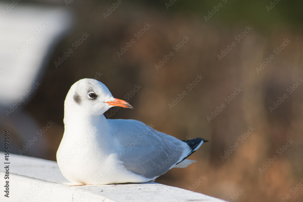 Obraz premium Seagull sitting on a wooden pier handrail