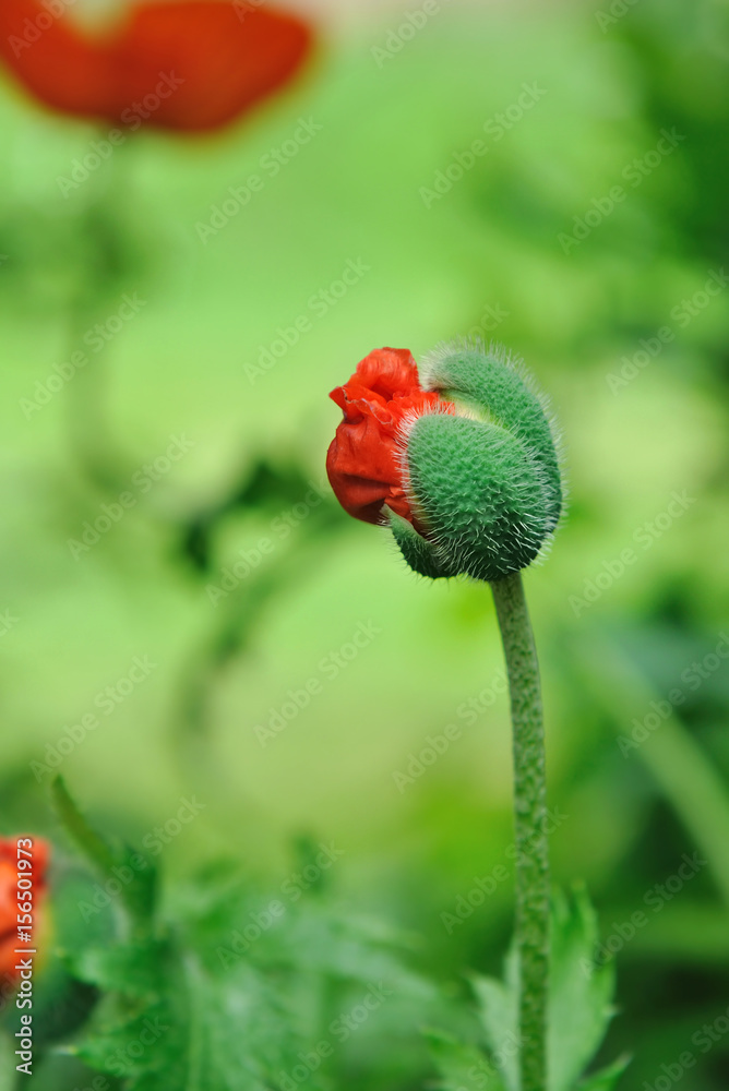 éclosion d'une fleur de pavot dans jardin éclosion d'une fleur de pavot dans jardin