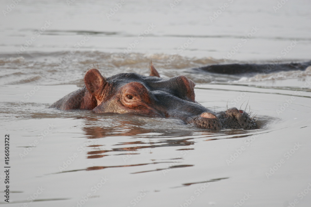 Fototapeta premium Wild Hippo in African river water hippopotamus (Hippopotamus amphibius)