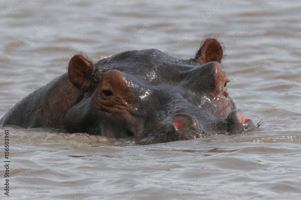 Wild Hippo in African river water hippopotamus (Hippopotamus amphibius) Wild Hippo in African river water hippopotamus (Hippopotamus amphibius)
