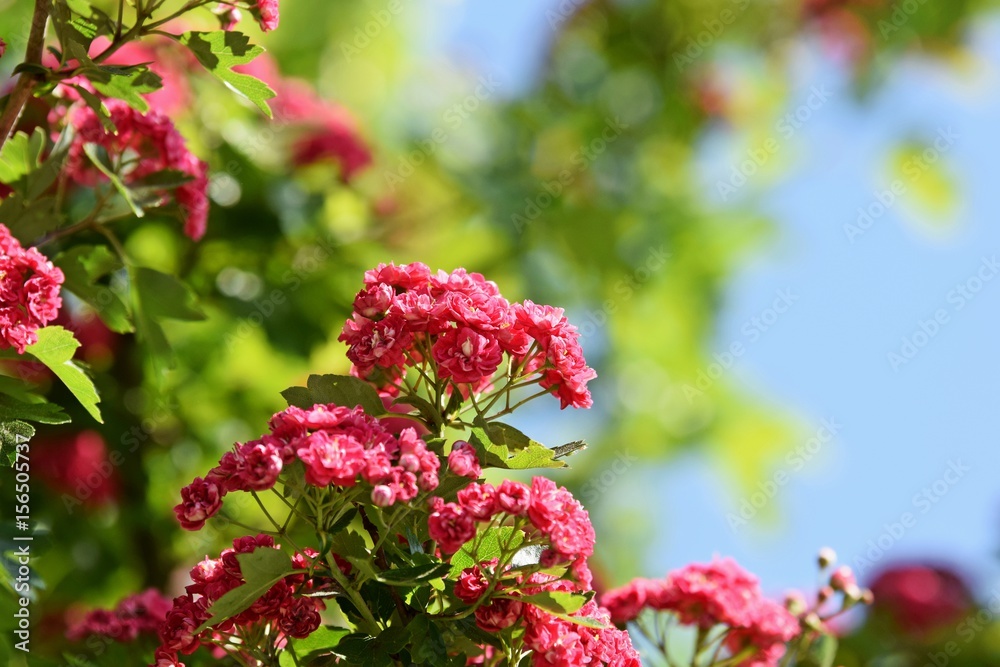 Zweig mit Mandelröschenblüten Zweig mit Mandelröschenblüten