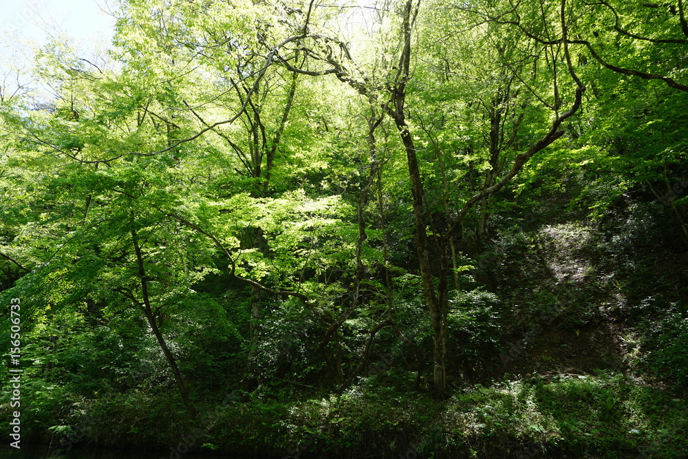 岩手県　厳美渓　新緑