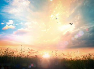 Beautiful sunset over a green meadow with birds flying, concept of hope, freedom and spiritual inspiration