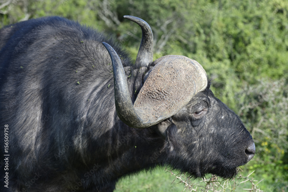 Cape Buffalo foraging, Addo Elephant National Park Cape Buffalo foraging, Addo Elephant National Park
