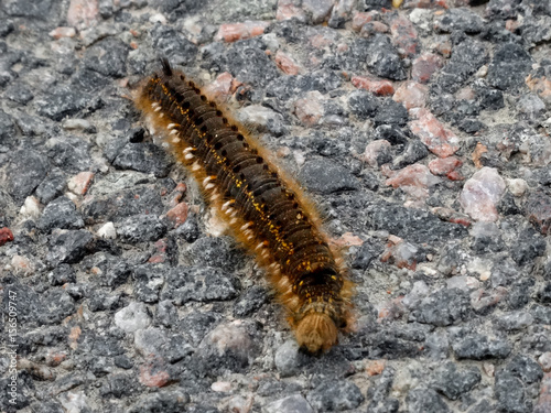 Caterpillar on the asphalt © Полина Быковских