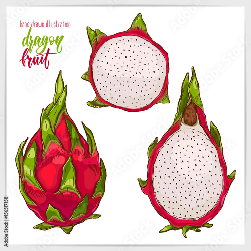 Vector illustration of dragon fruit.
