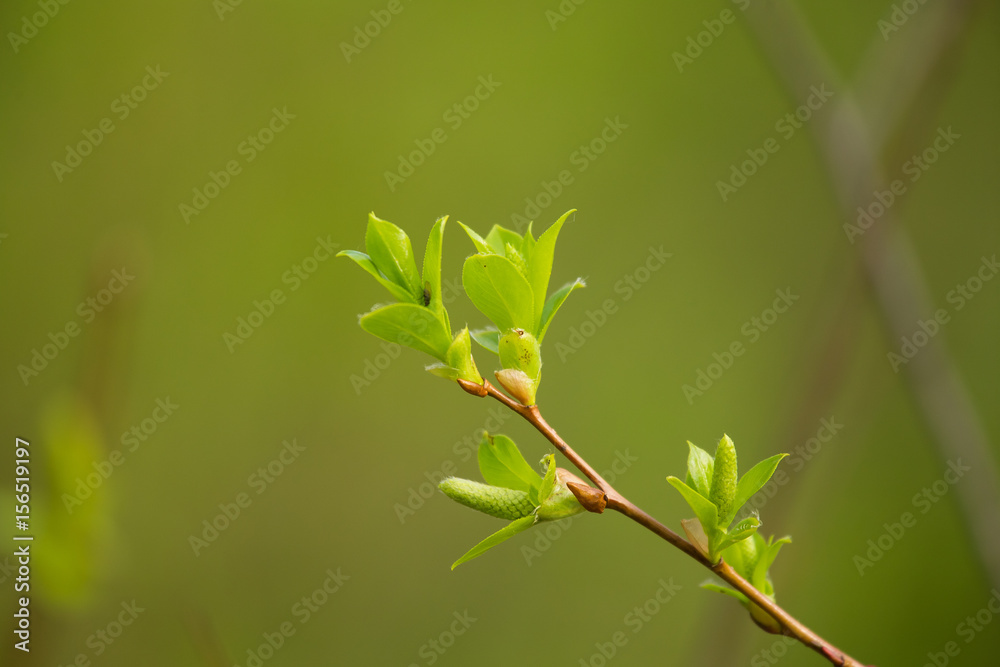 A beautiful closeup of a willow tree branches in spring A beautiful closeup of a willow tree branches in spring